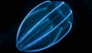 Ein blå-lysande agurkmanet i mørket