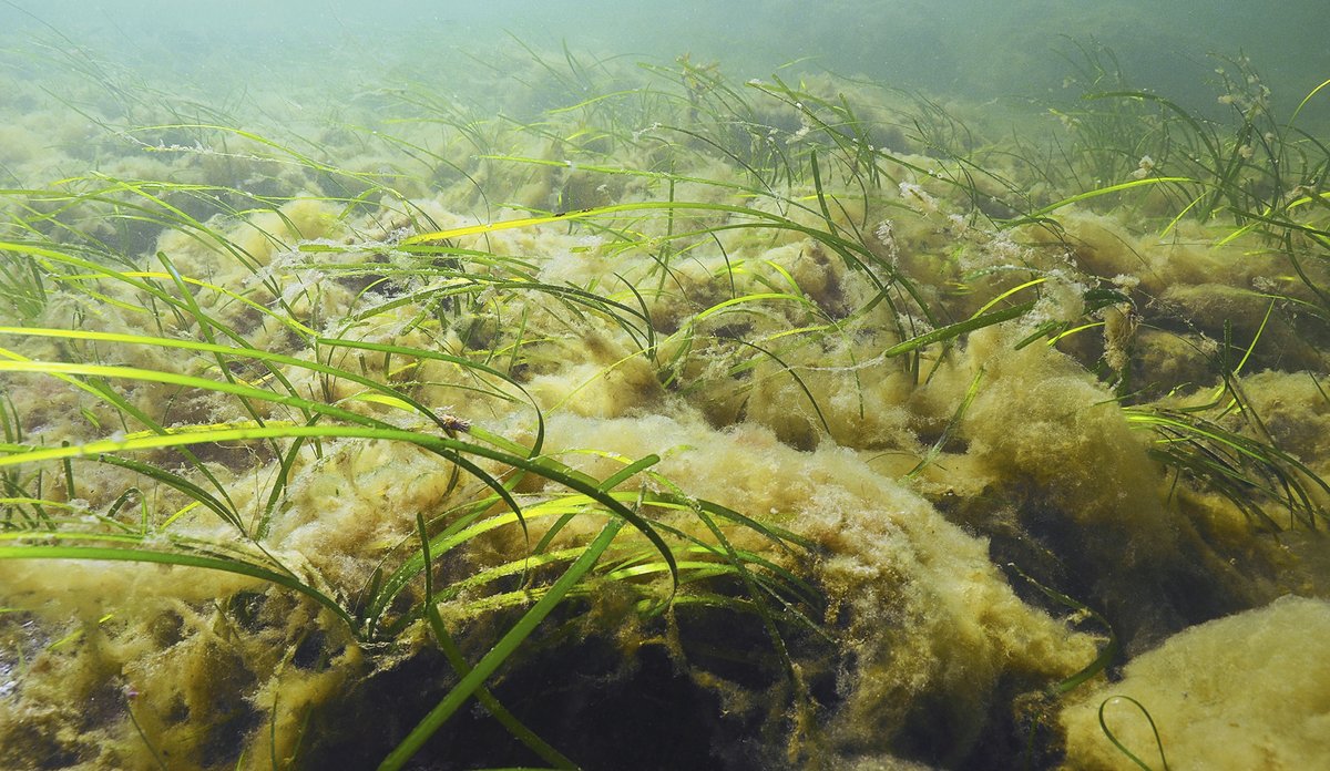 
Lurv dekker til ålegressenger