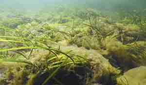 Lurv dekker til ålegressenger