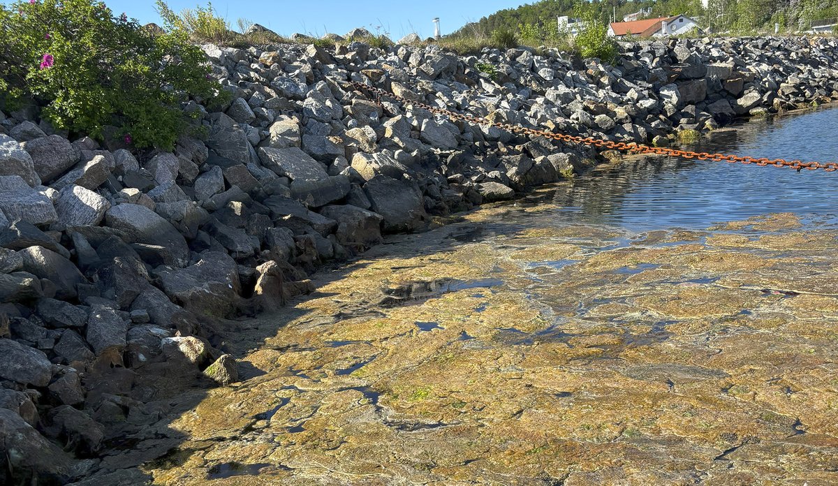 Brune matter av lurv ligger som et lokk i overflaten på vannet i en havn