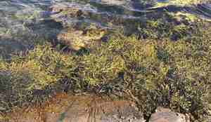 Tangklaser der noen er dekket av lurv og andre er fri for disse trådalgene