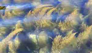 Japansk drivtang under vann