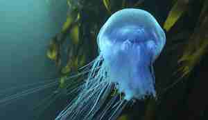 Blå brennmanet foran tareskog