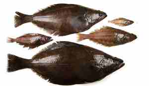 Fem blåkveiter ved siden av hverandre i forskjellige aldre.