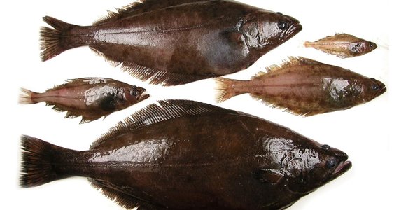 

Five halibuts next to each other in different ages.