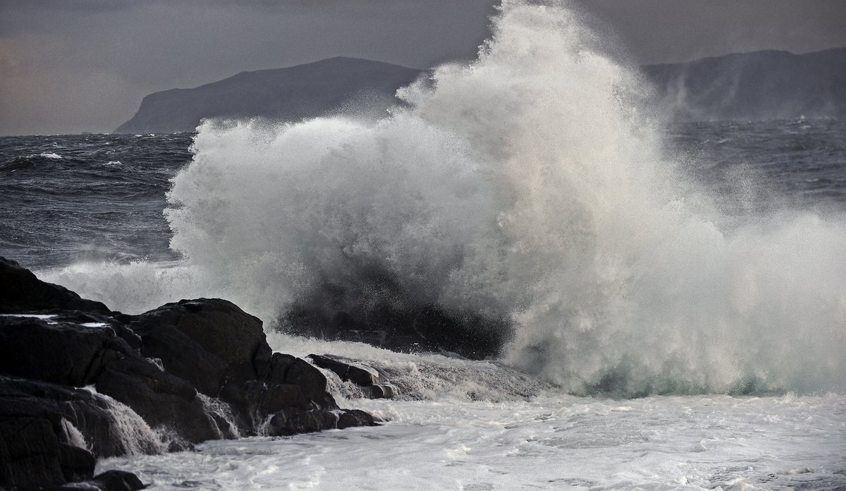 
Bølgesvulp Sogn og Fjordane helgeskodvin nifes 086   Kopi