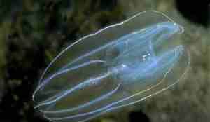 En vakker lobemanet med blå linjer