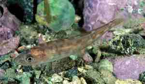 Polartorsk ved steinbunn