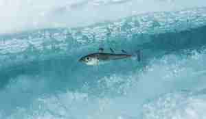 Polartorsk yngel omgitt av is