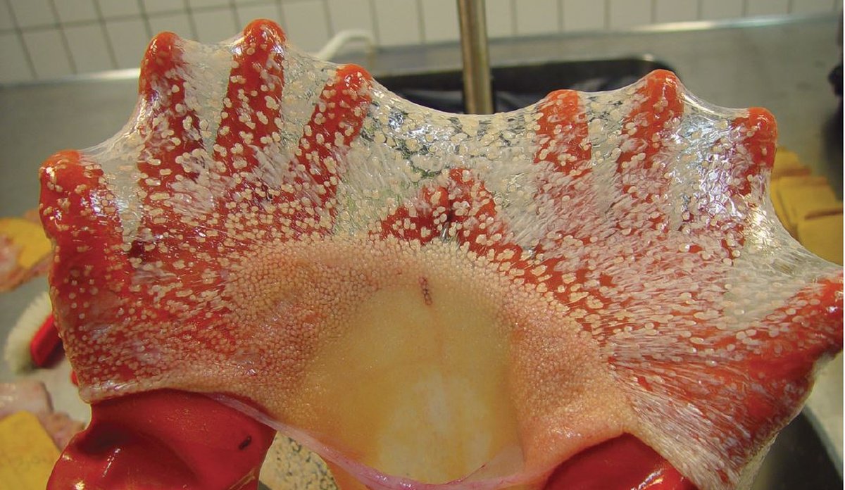 To hender med oransje hansker som holder et eggbånd fra breiflabb. Det ser nesten ut som en slimhinne med små hvite prikker