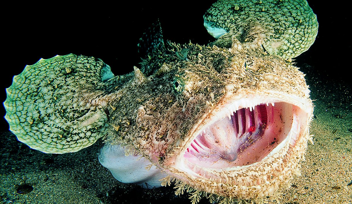 
Breiflabben med åpent gap på havets bunn