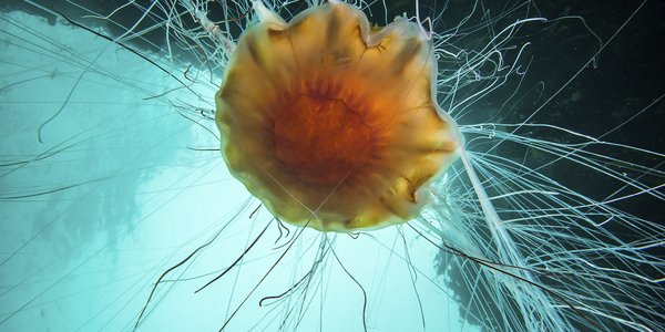 

Opp ned rød brennmanet med overflateb i bakgrunnen