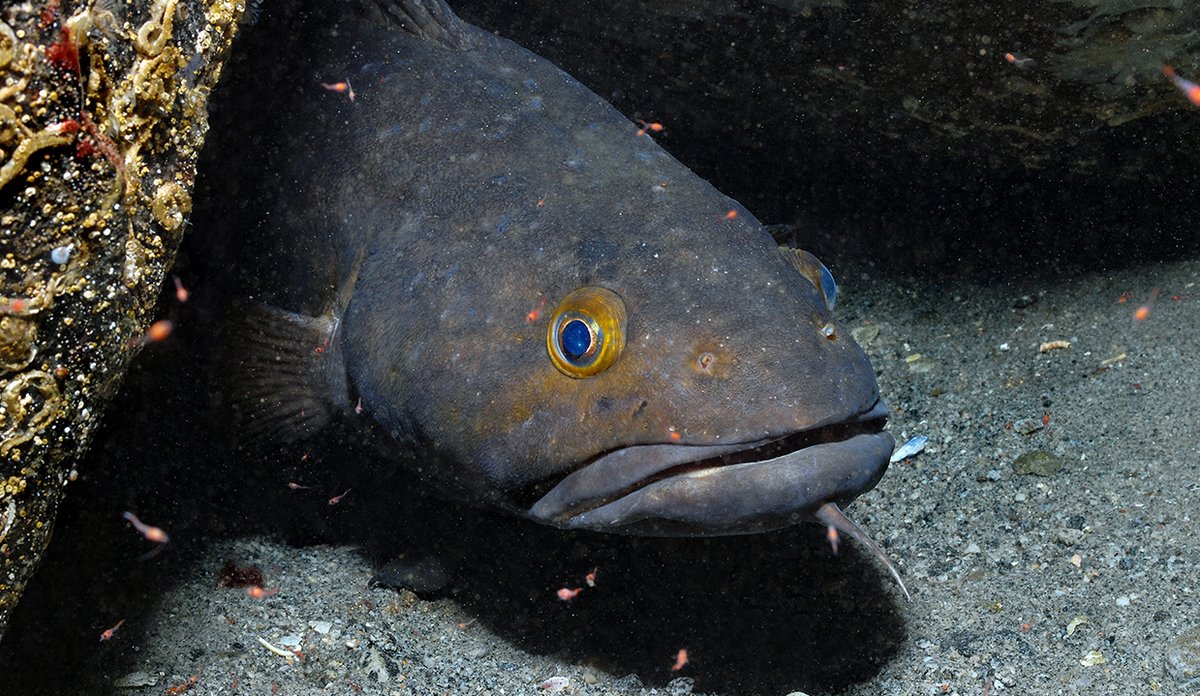 
Brosme er en bunnlevende art, den blir om lag 1,1 m og kan veie opp mot 15 kg. 