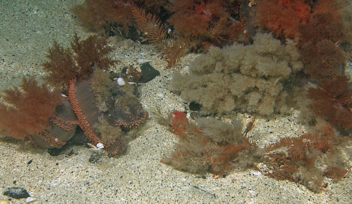 
Brunpølser på havbunnen