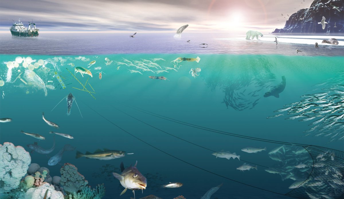 Figur som illustrerer et økosystem