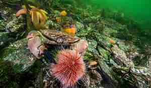 Krabbe som spiser en kråkebolle ved noen steiner