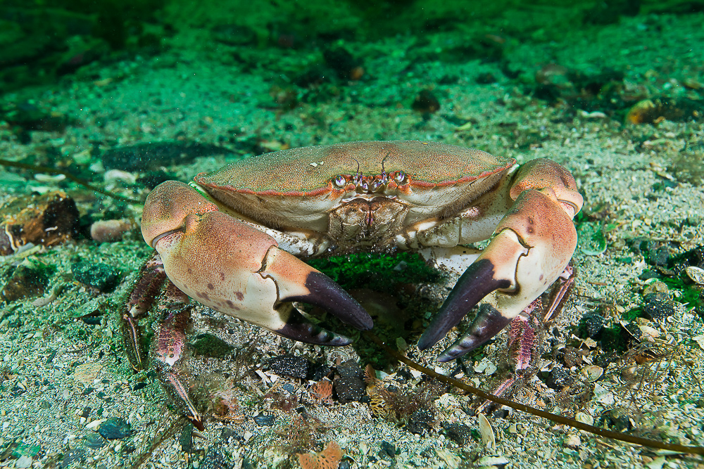 taskekrabbe på havbunnen