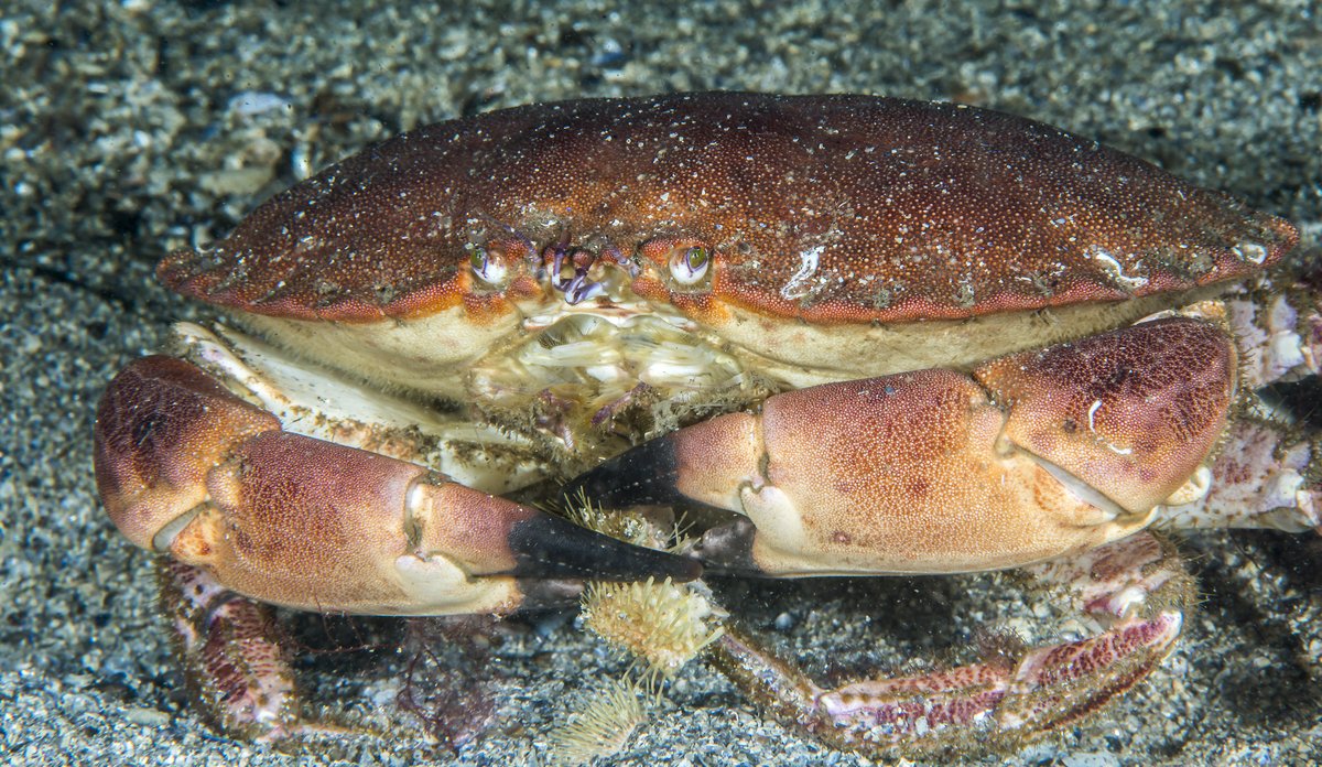 
Cancer pagurus 06 08 2017 1