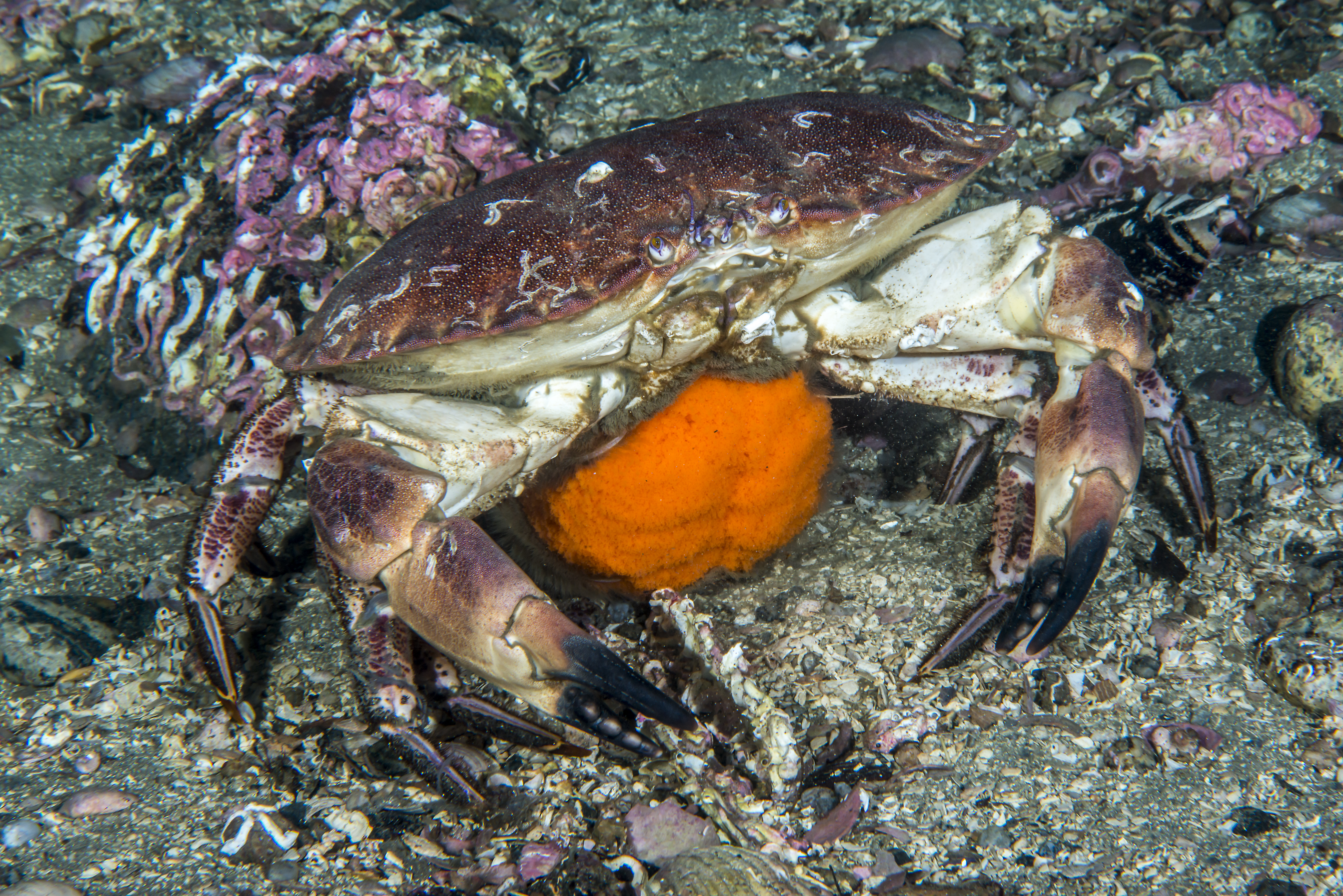 Edible crab bearing many eggs below stomache