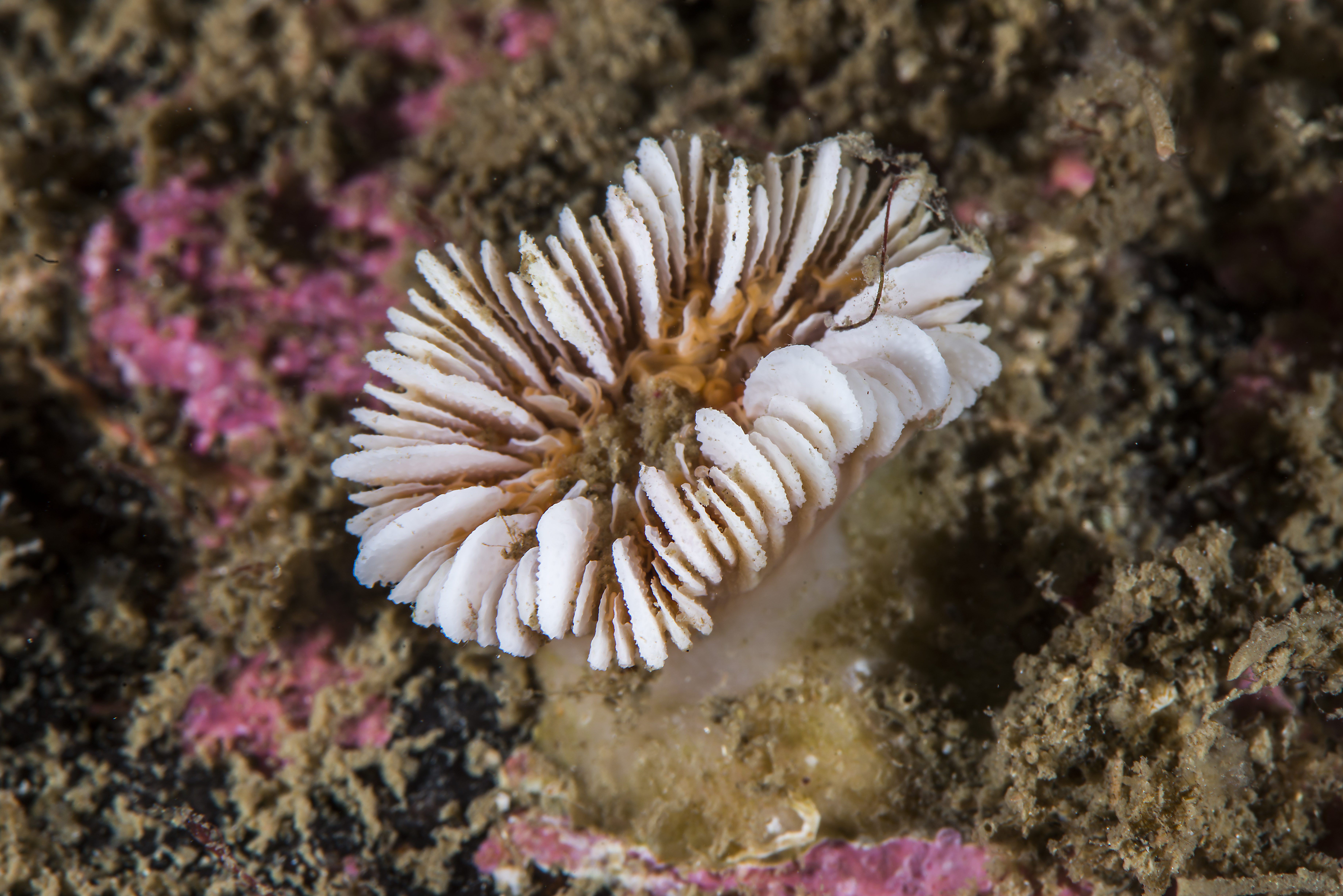 Begerkorall på steinbunn