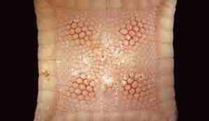 En firkantet sjøstjerne ser nesten ut som et gulv-teppe.