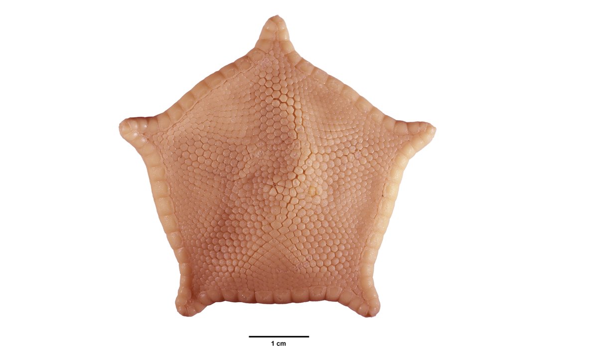 Oransje og femkantet.