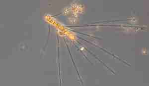 Mikroskopbilde som viser et langt og rektangulært plankton med lange streker stikkende ut fra langsidene og baksiden.