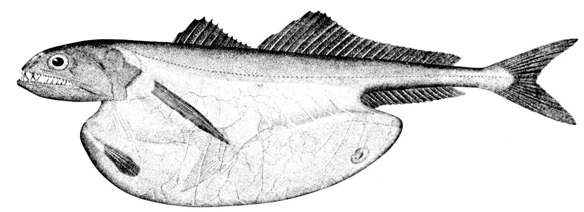 Tegning av fisken Chiasmodon niger fra en bok utgitt i 1896