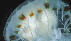 Kompassmanet på nært hold.