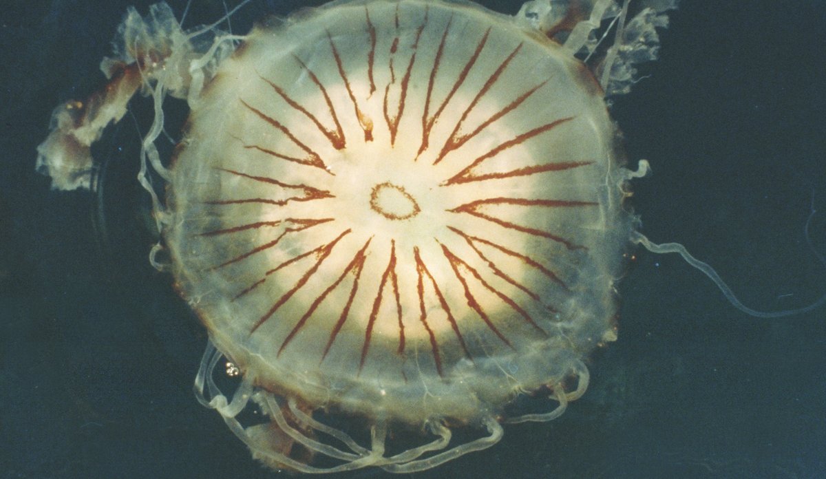 Kompassmanet sett ovenfra. Linje-mønsteret minner om et kompass