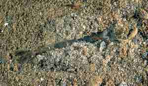 Hestereke, eller i slekt med den.