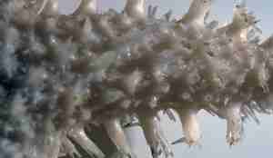 Armen til sjøstjerne.