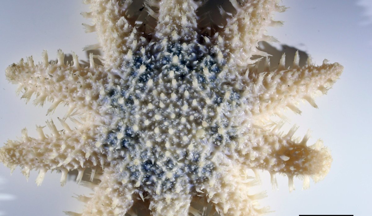 Mørke detaljer i sentrum, med hvite armer.