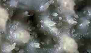 Slimete og taggete overflate. Taggene er runde på tuppene.