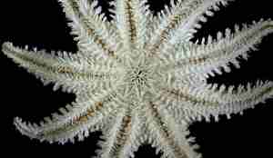 Ni-armet sjøstjerne