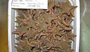 Bøtte med mange muddersjøstjerrner.