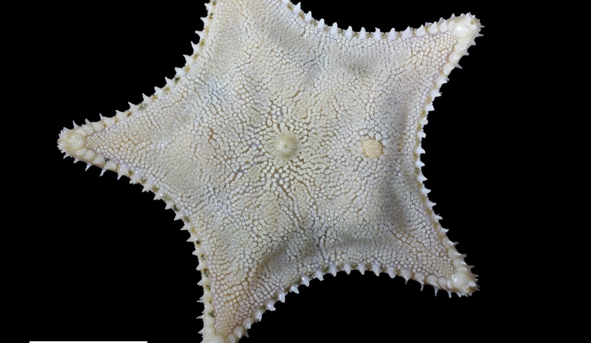 Famkantet, med runde svinger mellom armene