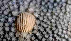 Klump som stikker opp toppen av sjøstjernen