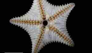 Bønne-lignende kuler som går ut i linjer mot hver arm.