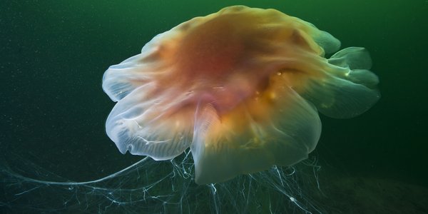 

Cyanea capillata 14 09 2013 2