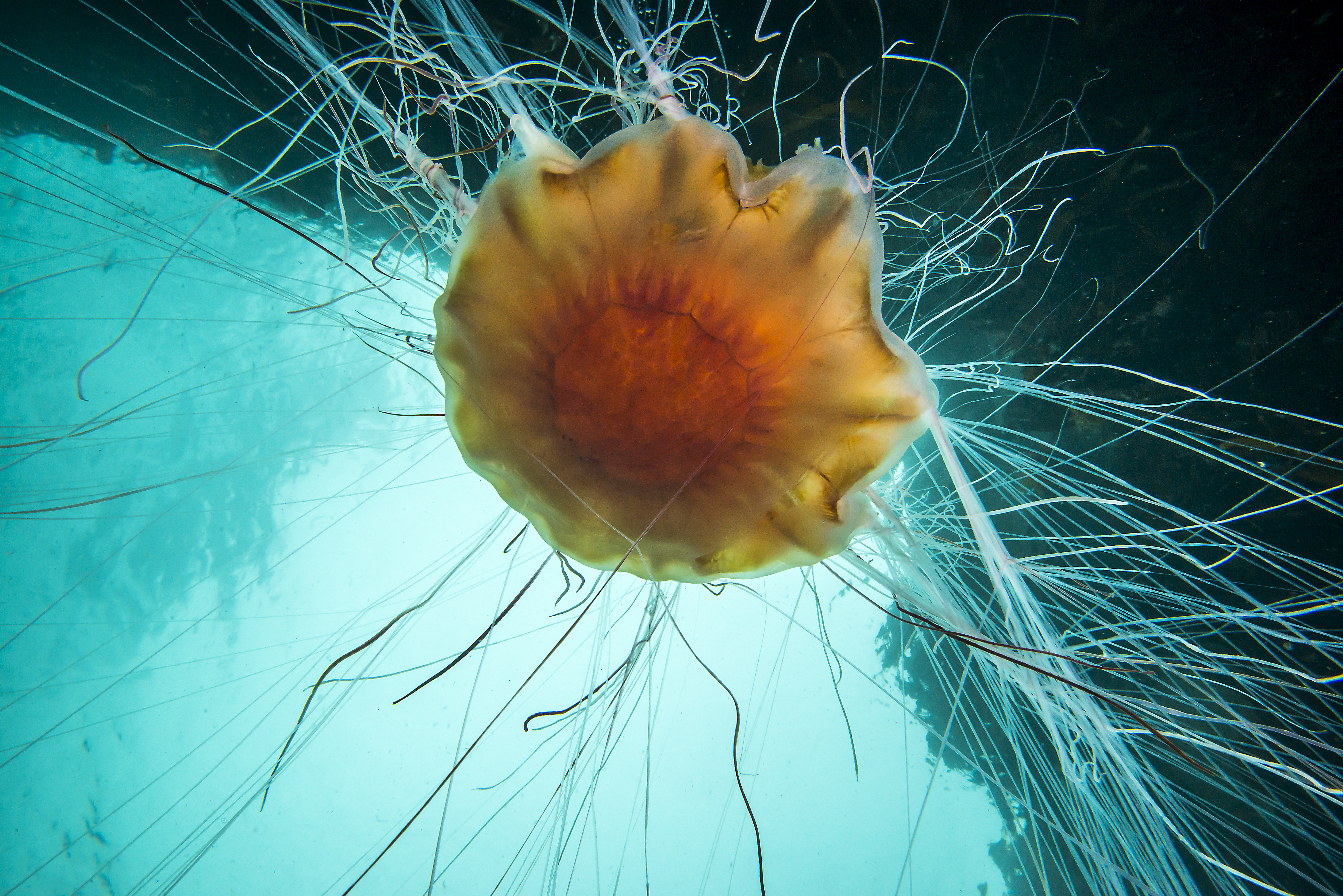 Rød brennmanet fotografert underfra mot blålig vannoverflate