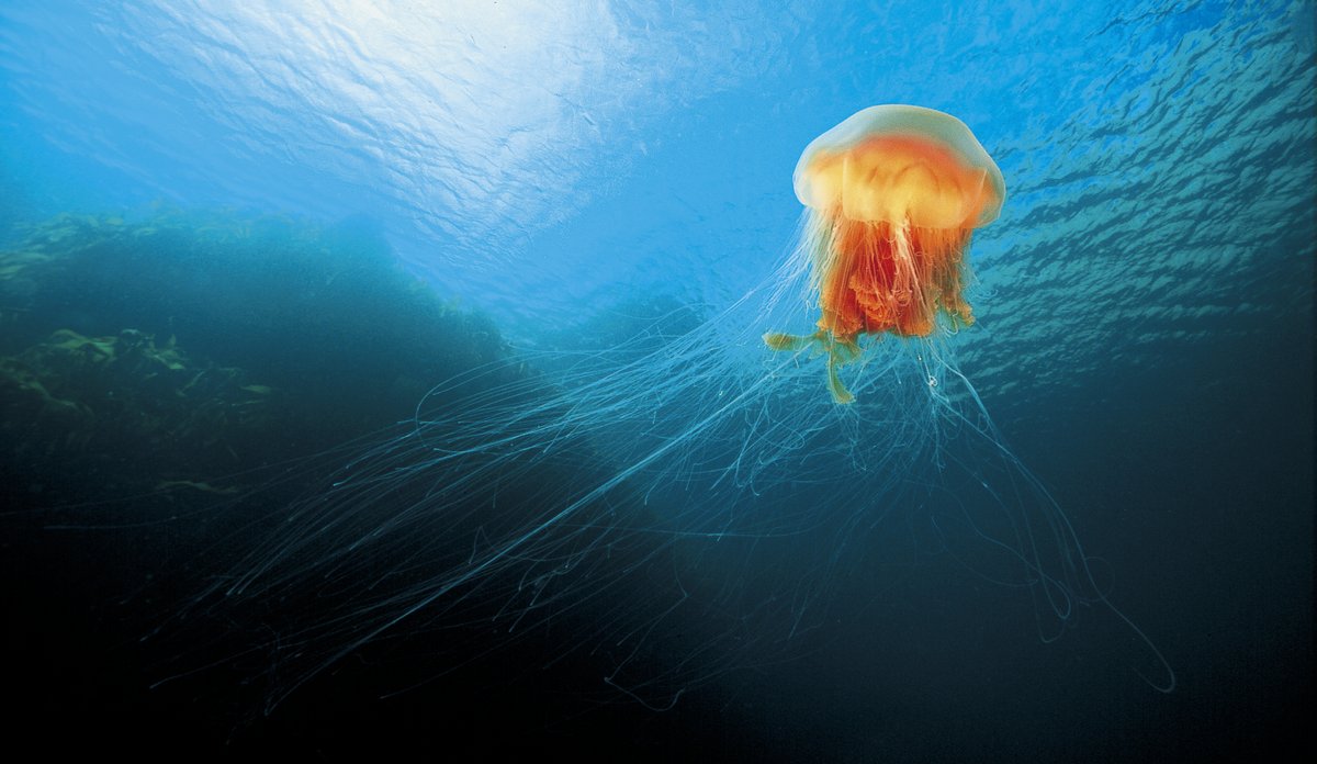 Brennmaneten sett Fra siden