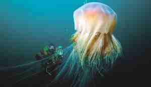 Kjempe Cyanea capillata får dykker bak til å se liten ut