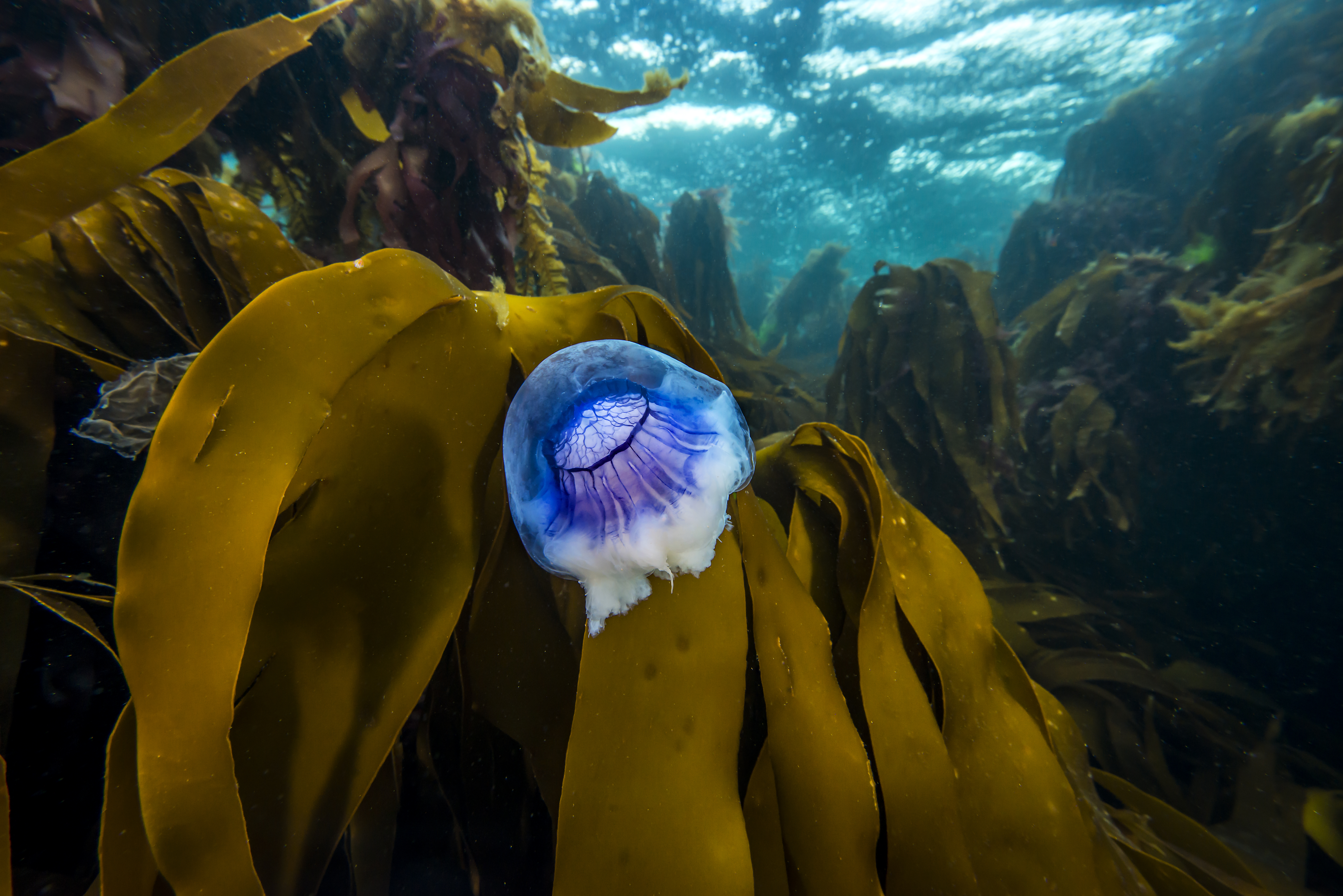 blå brennmanet fotografert på avstand i krystallklart vann