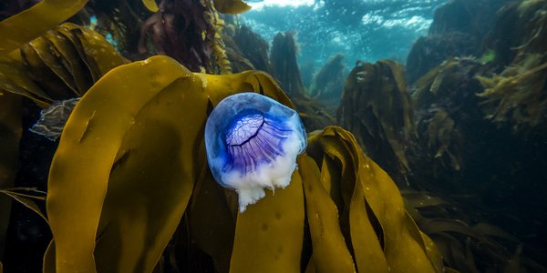 

Blå brennmanet foran brunlig tarebunn i blålig, klart vann