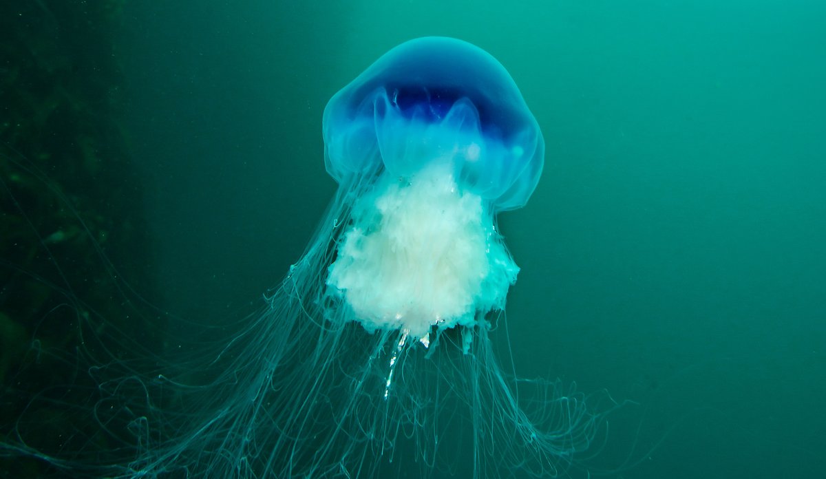 Blå brennmanet med dykkar i bakgrunnen