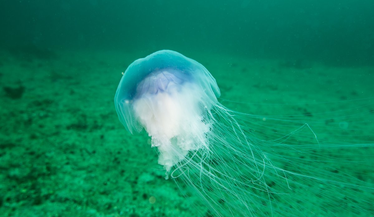 
En blå brennmanet i et turkis hav