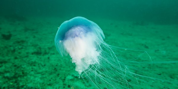 

En blå brennmanet i et turkis hav