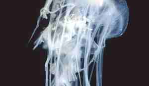 En hvit blå brennmanet