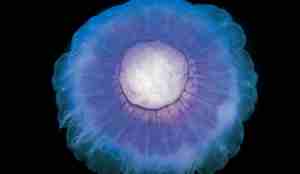 Blå brennmanet sett ovenfra. Er hvit i sentrum og blå/lilla resten.